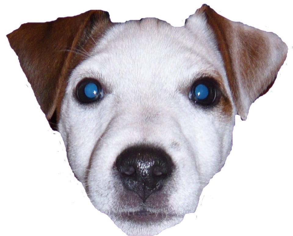 Lupo und sein Herrchen Mike Müller